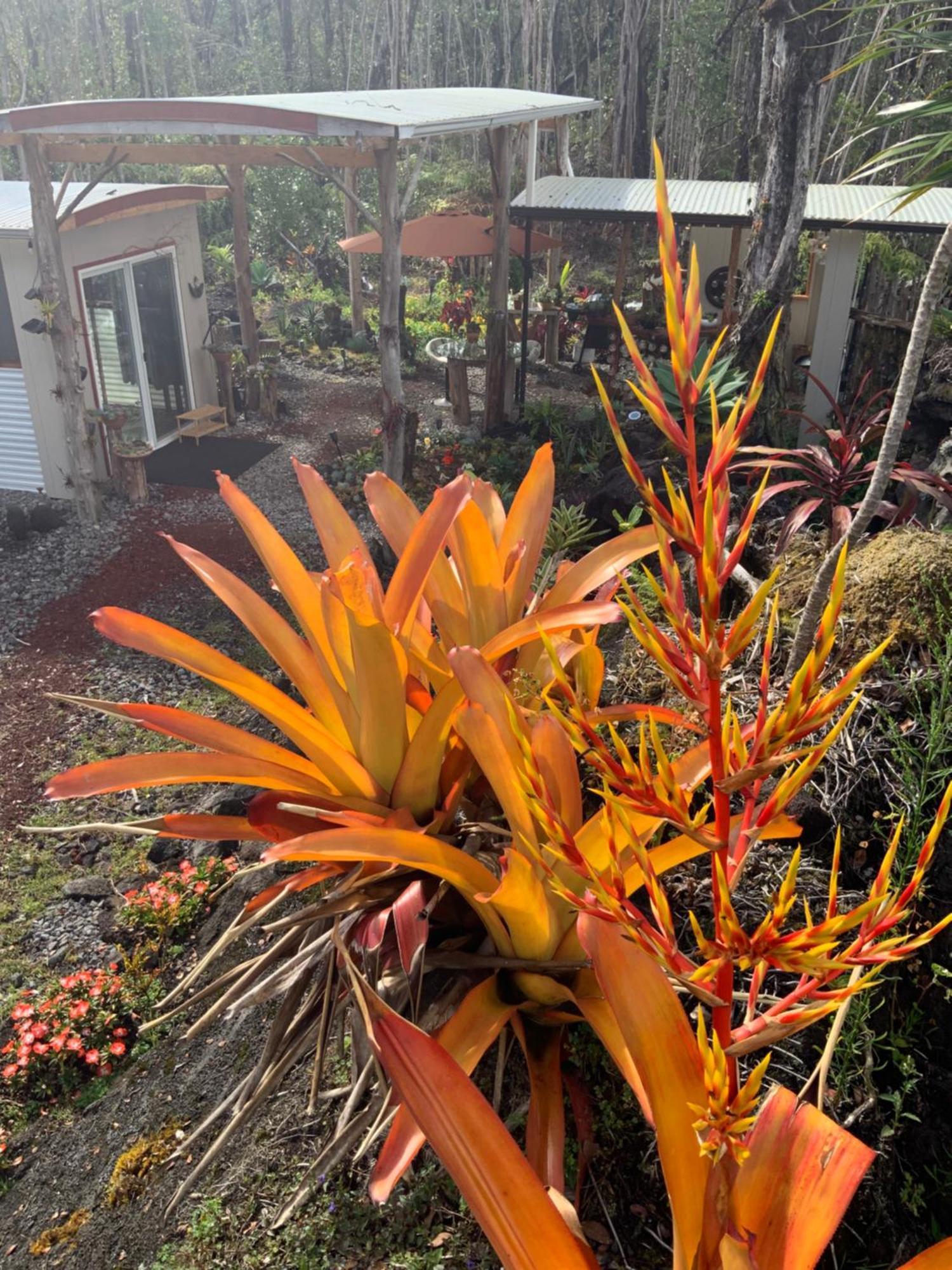 Exotic Garden Cottage At Amazing Volcano Fissure Mountain View エクステリア 写真