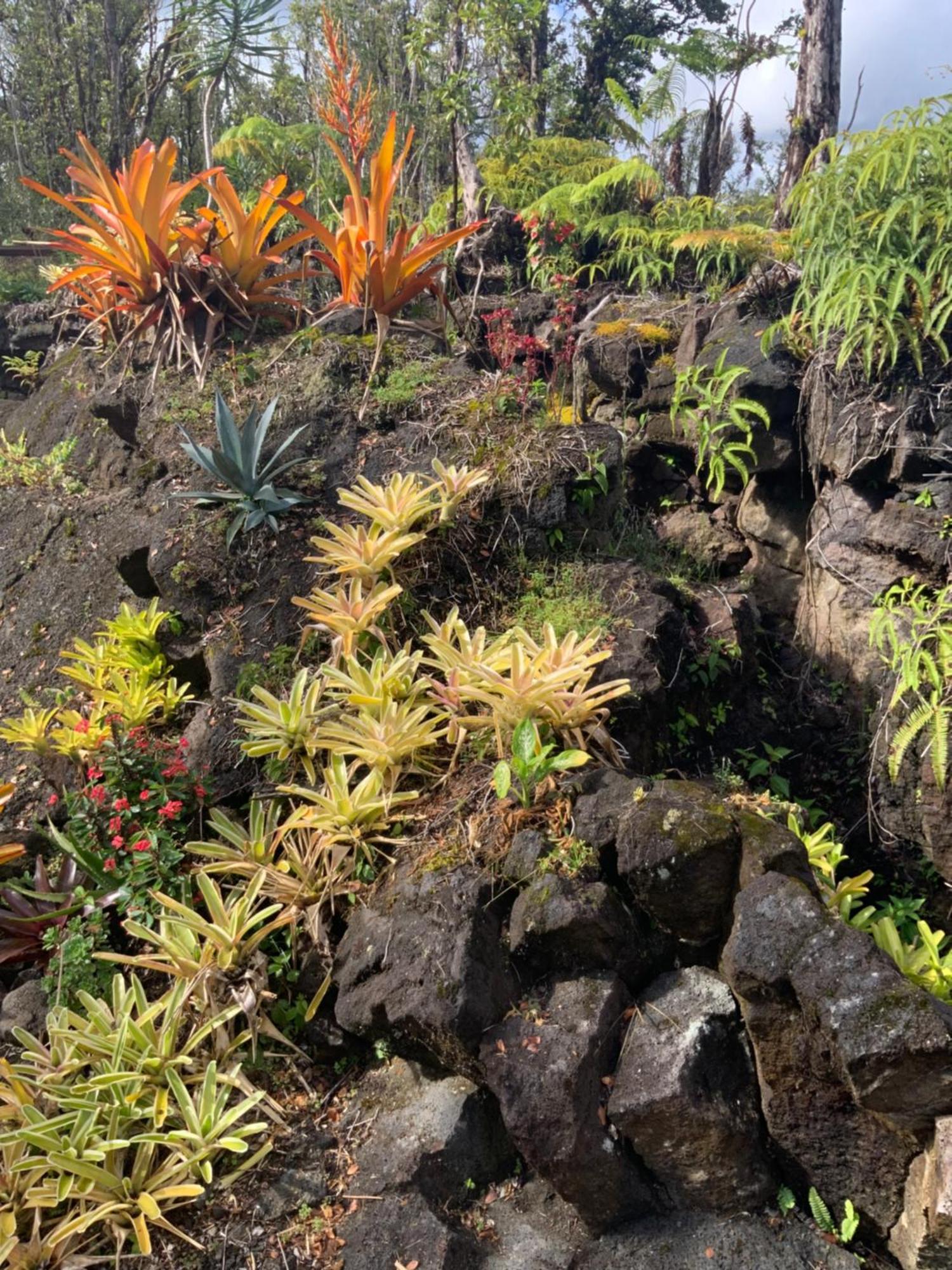 Exotic Garden Cottage At Amazing Volcano Fissure Mountain View エクステリア 写真