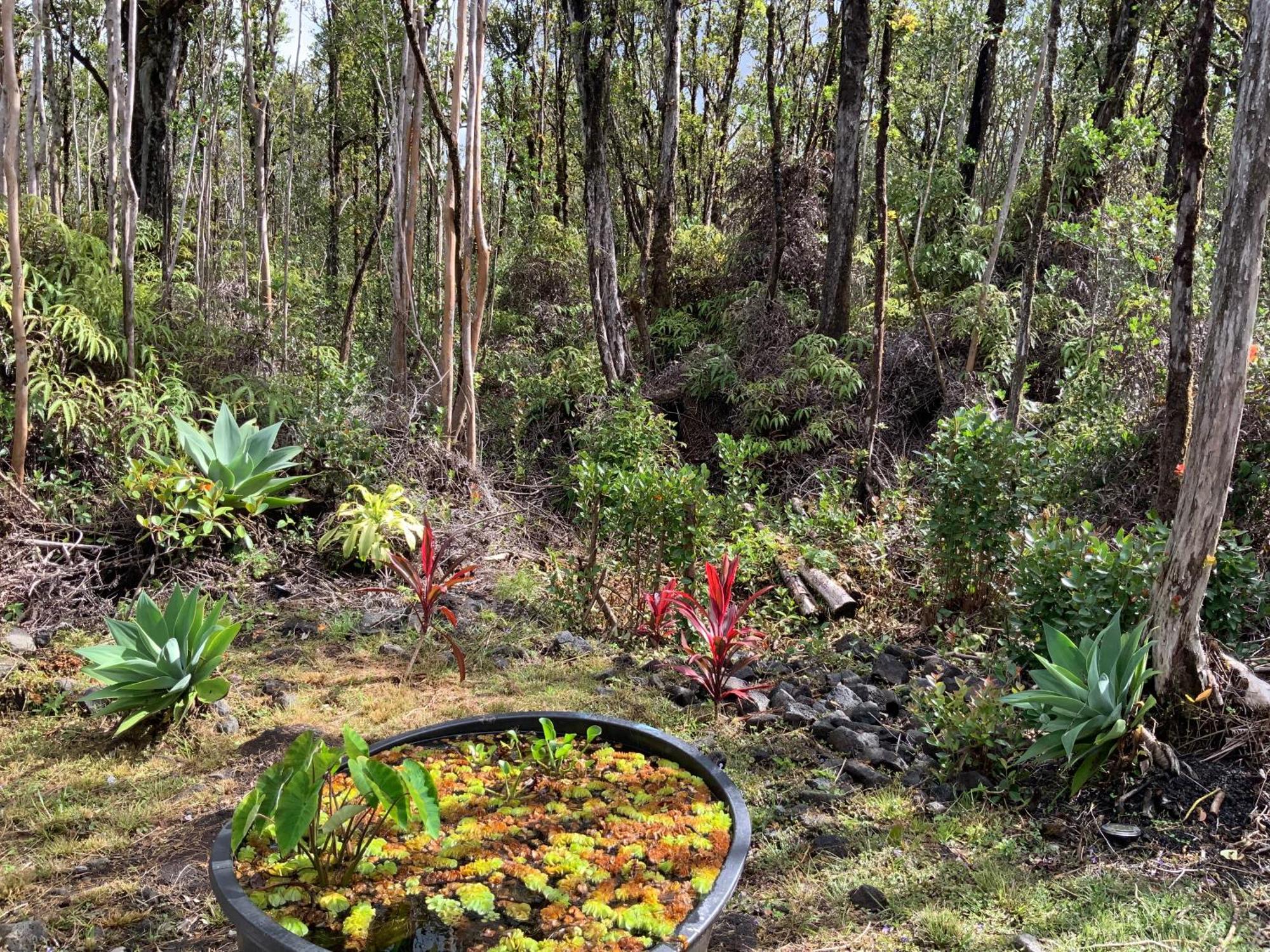 Exotic Garden Cottage At Amazing Volcano Fissure Mountain View エクステリア 写真
