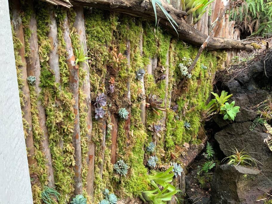Exotic Garden Cottage At Amazing Volcano Fissure Mountain View エクステリア 写真
